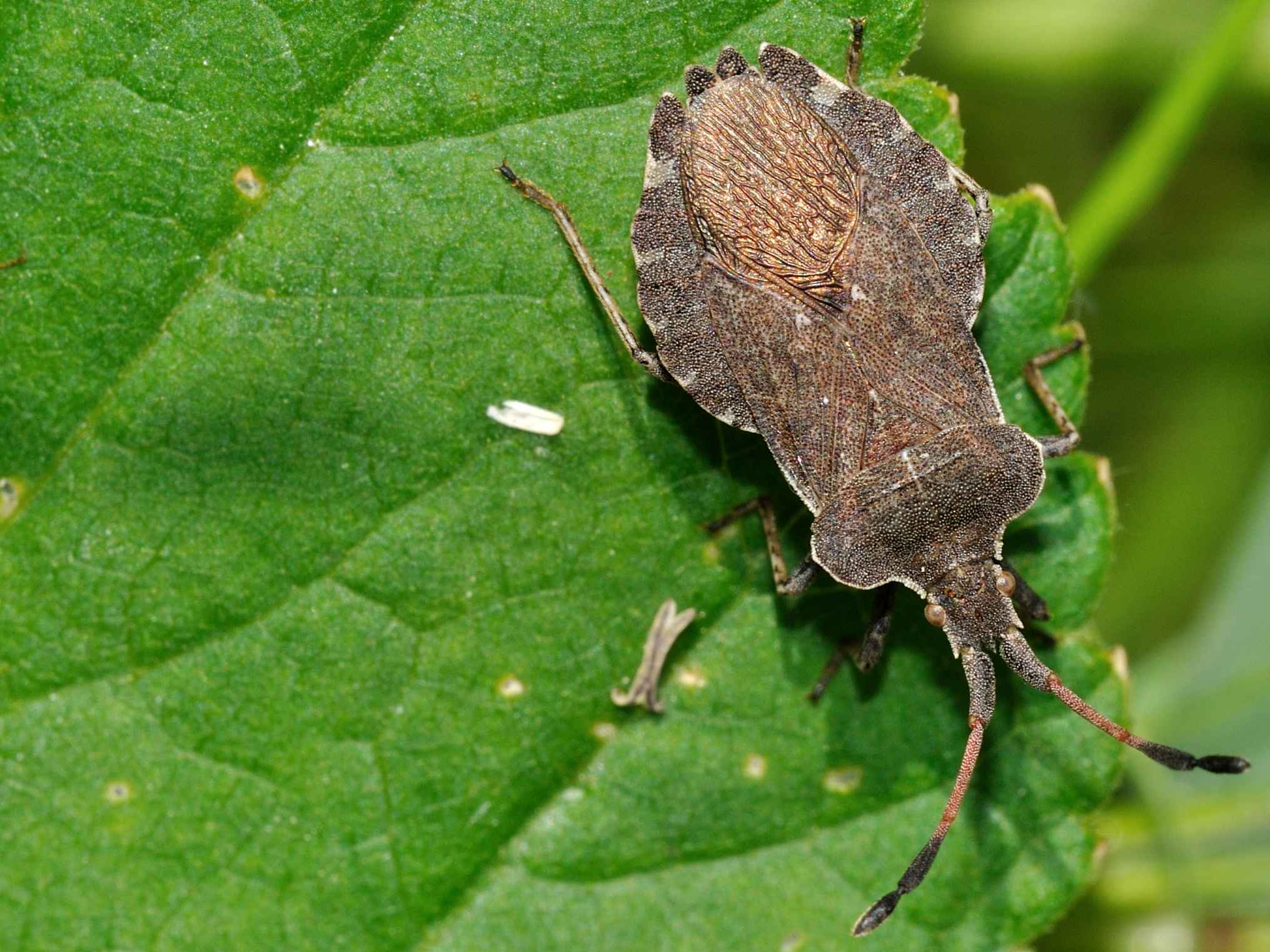 Coreidae: Enoplops scapha dell''Abruzzo (AQ)